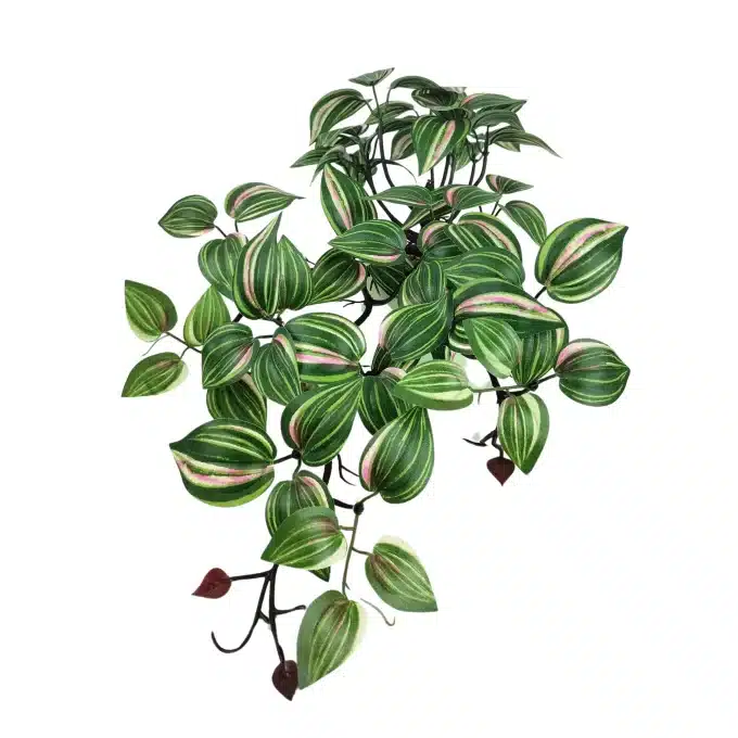 A side view of a wandering jew plant, showcasing the green and pink-striped leaves and the brown stems spreading out