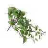 A lush wandering jew plant with densely packed green and pink-striped leaves and emerging purple buds.
