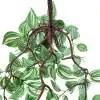 The underside of a wandering jew plant, focusing on the intricate network of brown roots and stems against a backdrop of green leaves.
