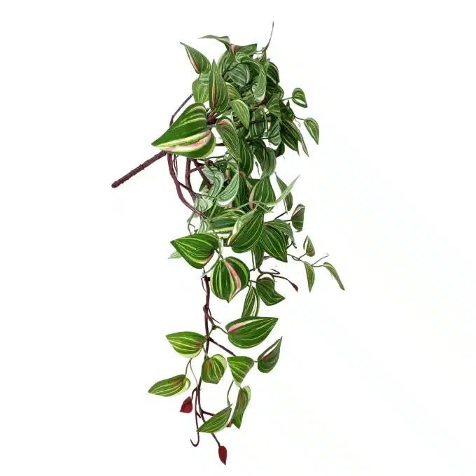 A trailing wandering jew plant with green and pink-striped leaves and small, round, purple buds hanging gracefully