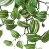 Close-up of a vibrant green and pink-striped wandering jew plant leaves with visible leaf veins and stems