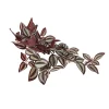 tradescantia zebrina artificial burgundy beauty side view