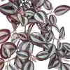 tradescantia zebrina artificial burgundy beauty clustered view