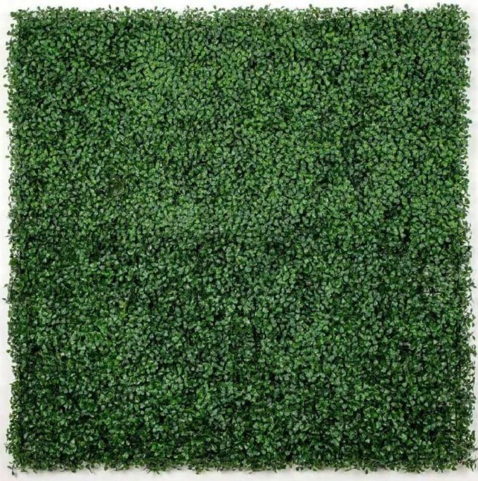 Boxwood hedge screen vertical garden panels