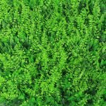 Artificial mixed wavy fern hedge panel