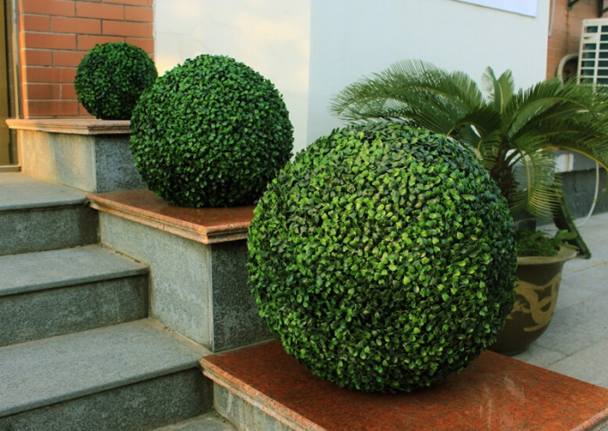 Topiary Boxwood Ball
