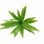 Artificial Plant-Aloe Vera Stem UV Resistant 20cm