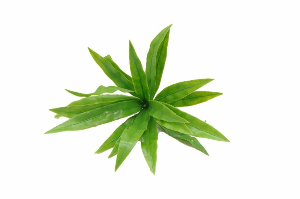 Artificial Plant-Aloe Vera Stem UV Resistant 20cm