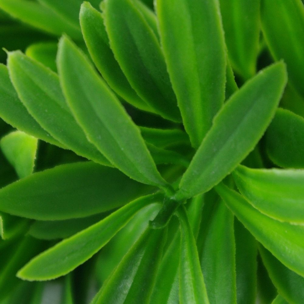 Artificial Plant-Rohdea Stem closeup