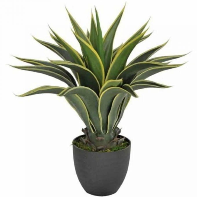 fake agave plant with yellow edges