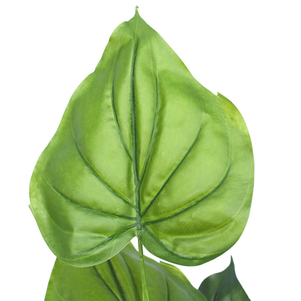 Taro Plant - Leaf