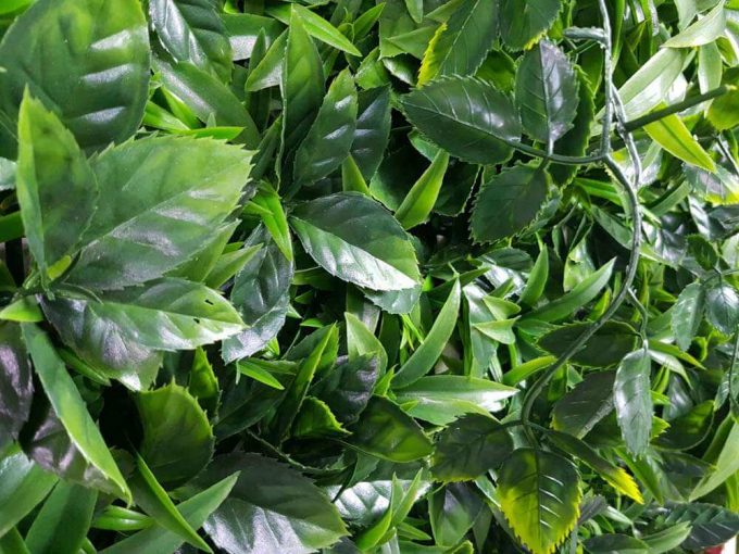 Quality green wall with a variety of green wall plants
