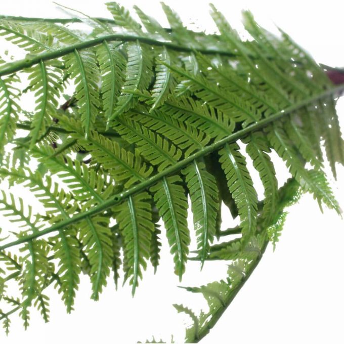 fake dense fern stem leaves