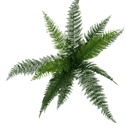 fern plant