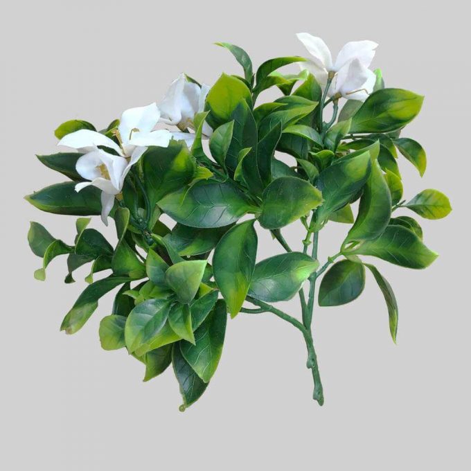 Flowering Jasmine Plant Stem