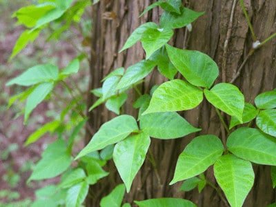 how to get rid of poison ivy