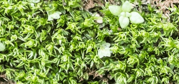 Moss walls - why have them and the benefits
