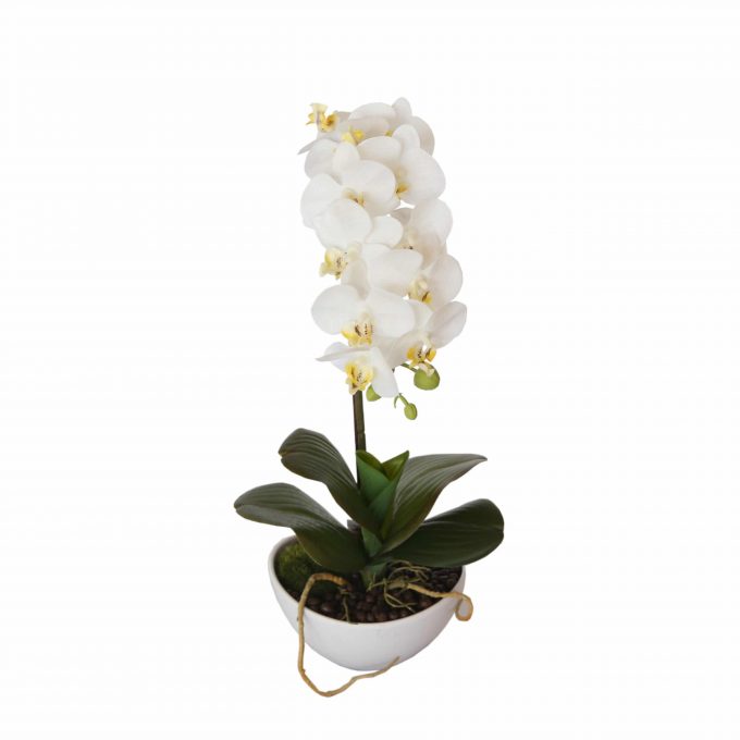 Butterfly Orchid - White