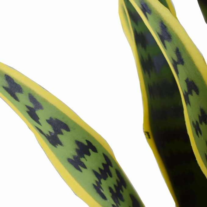 Artificial / Fake UV Snake Plant / Yellow Tongue