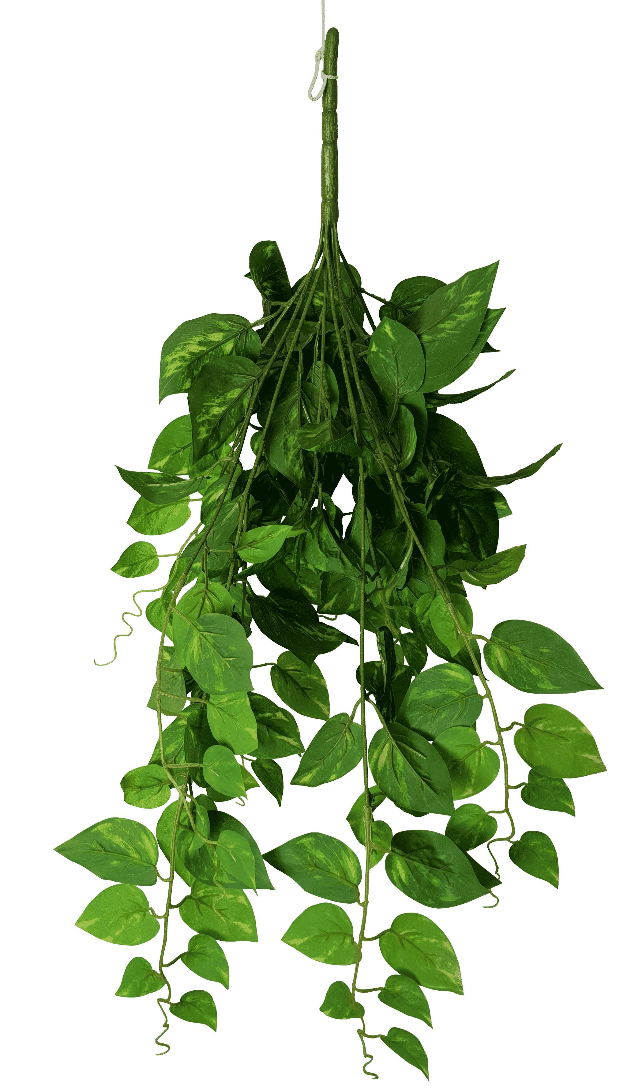 Heart Leaf Philodendron Hanging Creeper Bush 73cm ...
