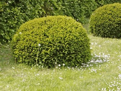 How to look after topiary ball plants and shrubs - topiary balls in garden outside