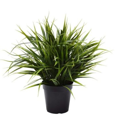 potted grass