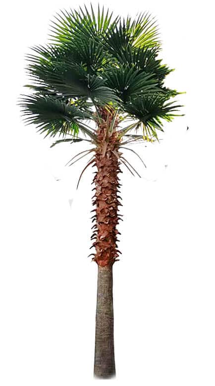 Artificial fan palm leaves and tree