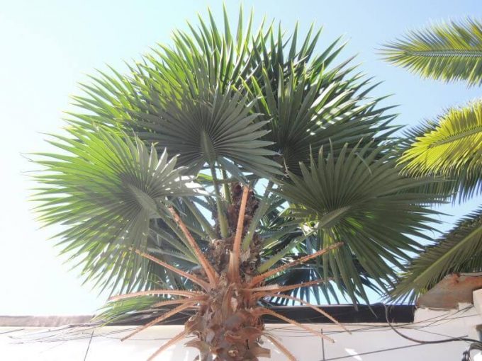 Artificial fan palm leaves and tree