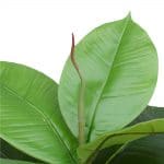 Artificial Potted Rubber Plant Detials