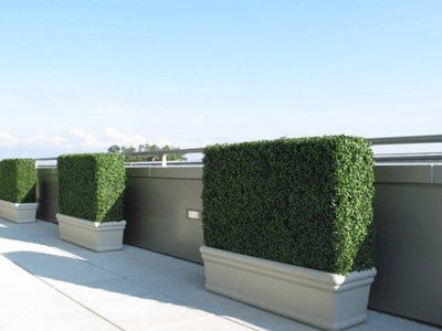 Boxwood hedges on balcony in a cream planter with clear blue sky