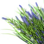 Long Stem Purple Lavender Plant