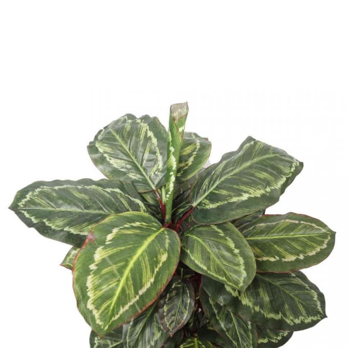 artificial cordyline plant - leaves