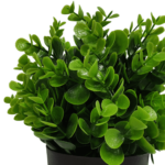 recycled small potted Peperomia plant