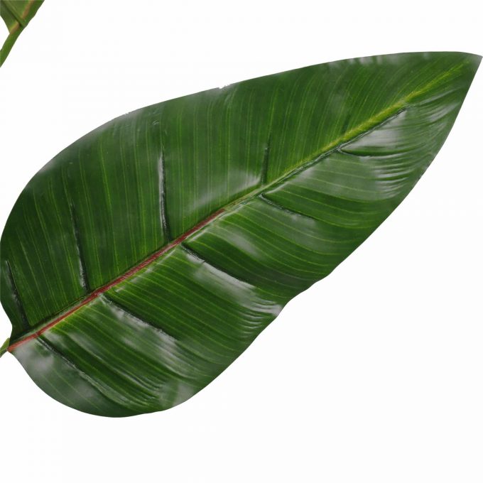 bird of paradise leaf