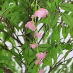 Pink Flowering Artificial Wisteria 180cm Leaves