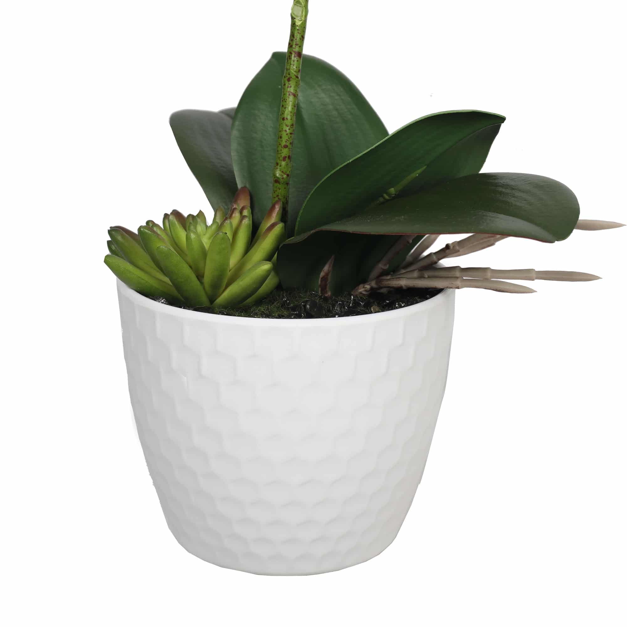 small pot with a white potted orchid