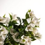 artificial bougainvillea plant white