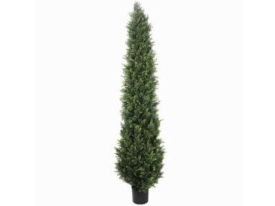 Cypress Pine Tree