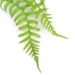 leaves - Hanging artificial fern