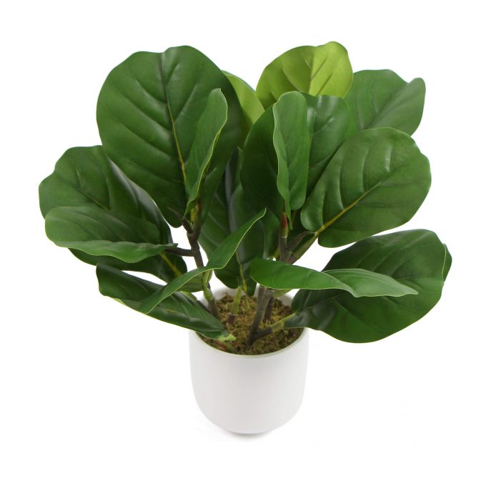 Top view Top of leaves Artificial fiddle leaf fig in ceramic bowl
