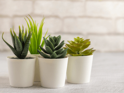 Small Fake Succulent Plants