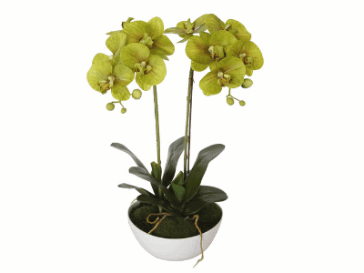 Butterfly Orchid by Designer Plants™