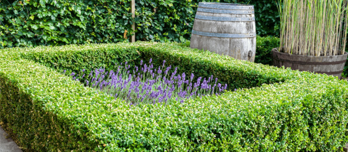 5 ways to make the most of a boxed hedge box hedging tips