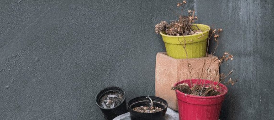 Gift ideas for those who kill plants - no green thumb plants dead in corner