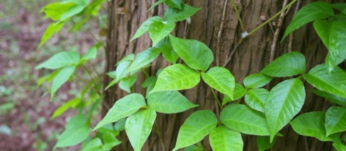 Poison ivy and how to remove or identify it