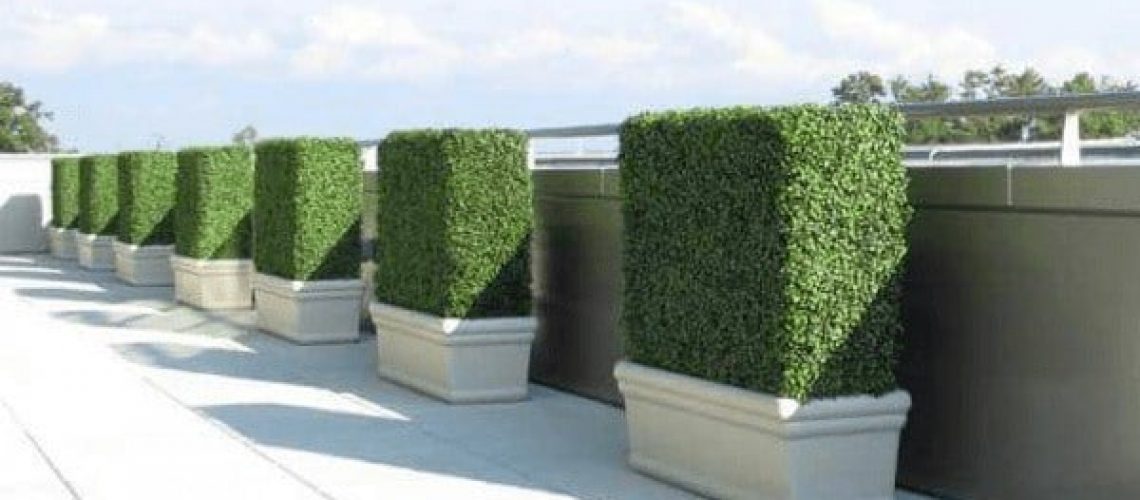 Your guide to boxwood hedges - boxed hedges in the home